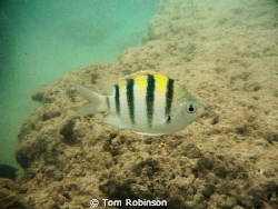 This Hawaiian Sergent was curious about my camera.  It sw... by Tom Robinson 